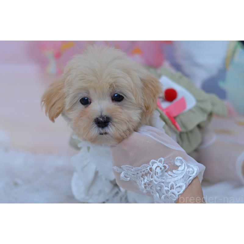 販売中の埼玉県のミックス犬-399324の5枚目
